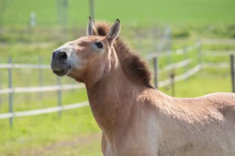 Przewalski Horse Kazakhstan