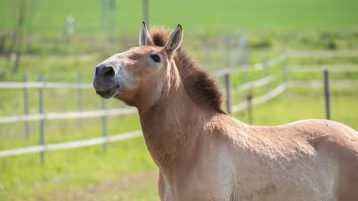 Przewalski Horse Kazakhstan
